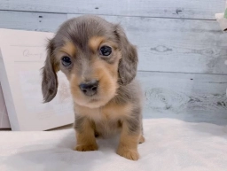 Lucy  puppies for sale