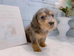 Lucy  puppies for sale