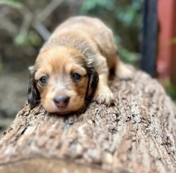 Randy  puppies for sale