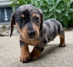 Manny  puppies for sale