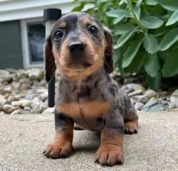 Manny  puppies for sale