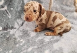 Molly  puppies for sale
