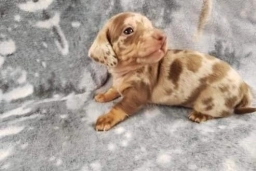Molly  puppies for sale