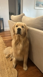 Bright  puppies for sale