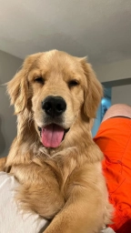 Bright  puppies for sale