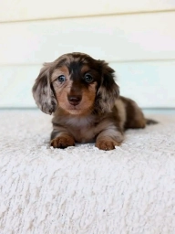 Dora  puppies for sale