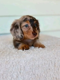 Dora  puppies for sale