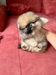 Gilly  puppies for sale