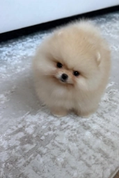 Gilly  puppies for sale