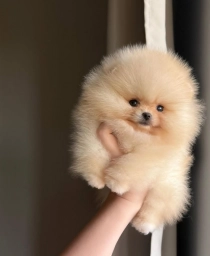 Gilly  puppies for sale