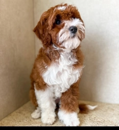 Lizzy  puppies for sale