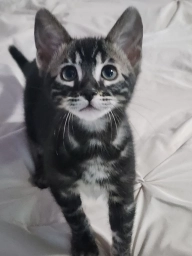 Primo Bengals Cattery  puppies for sale