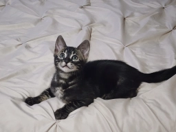 Primo Bengals Cattery  puppies for sale