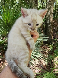 Primo Bengals Cattery