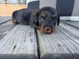 Dog  puppies for sale