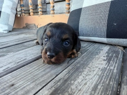 Dog  puppies for sale