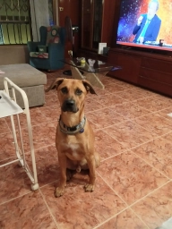 Phill  puppies for sale
