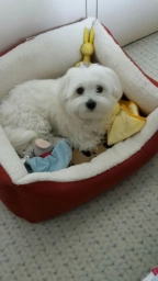 Snowy  puppies for sale