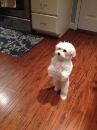 Snowy  puppies for sale