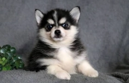 Akc Pomsky Puppies puppies for sale