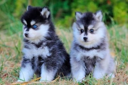 Lilly&dan puppies for sale