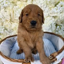 Golden retriever  puppies for sale