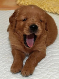 Golden retriever  puppies for sale