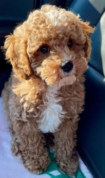 Lisa and Chris  puppies for sale