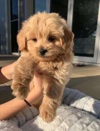 Lisa and Chris  puppies for sale