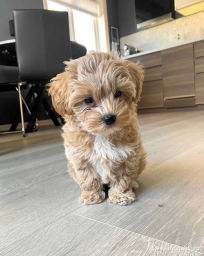 Percy  puppies for sale