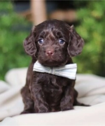 Star  puppies for sale