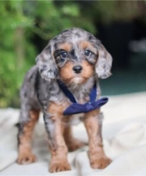 Ollie  puppies for sale