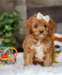 Molly  puppies for sale