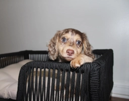 Beautiful Dachshund puppies  puppies for sale