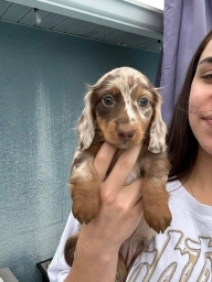 milly  puppies for sale