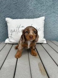 milly  puppies for sale