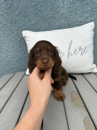 Max  puppies for sale