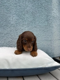 Max  puppies for sale