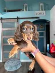 Molly  puppies for sale