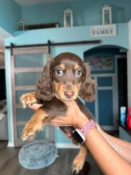 Molly  puppies for sale