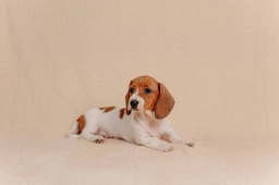 Duke  puppies for sale