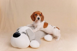 Duke  puppies for sale