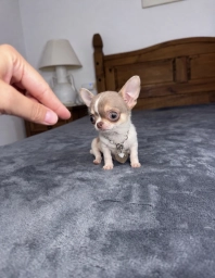 Bella  puppies for sale