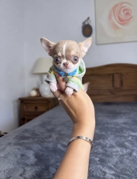 Bella  puppies for sale