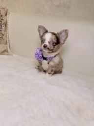 Max  puppies for sale