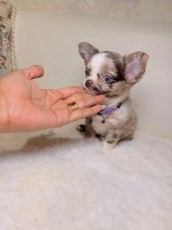Max  puppies for sale