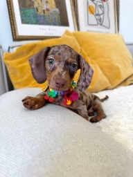 Milo  puppies for sale