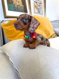 Milo  puppies for sale