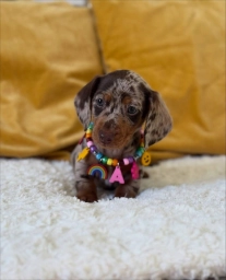 Milo