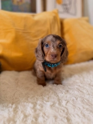 Lovely Dapple Dachshund – A Little Companion with Lots of Character  puppies for sale